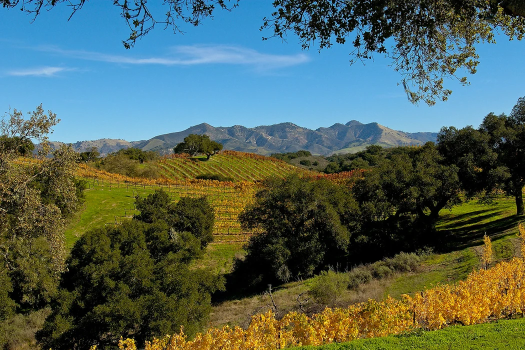 Vineyards and rolling hills in the Santa Ynez Valley